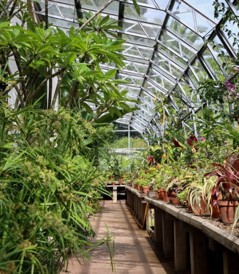 Greenhouse filled with diverse tropical plants and flowers, sunlight streaming through glass ceiling