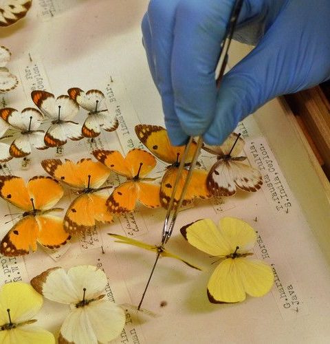 Person with blue gloves arranging pinned butterfly specimens meticulously on a display board for scientific study